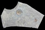 Ammonite (Promicroceras) Fossils - Lyme Regis #103025-1